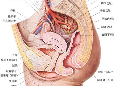 女性生殖器官高清图片